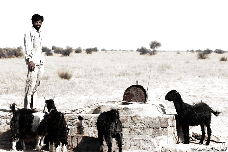 Sharing happiness, goats drinking water in desert, shepherd feeding 