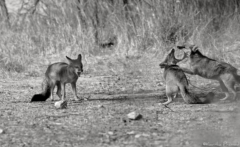 Indian Fox, Fight, Desert National Park, Rajasthan, India