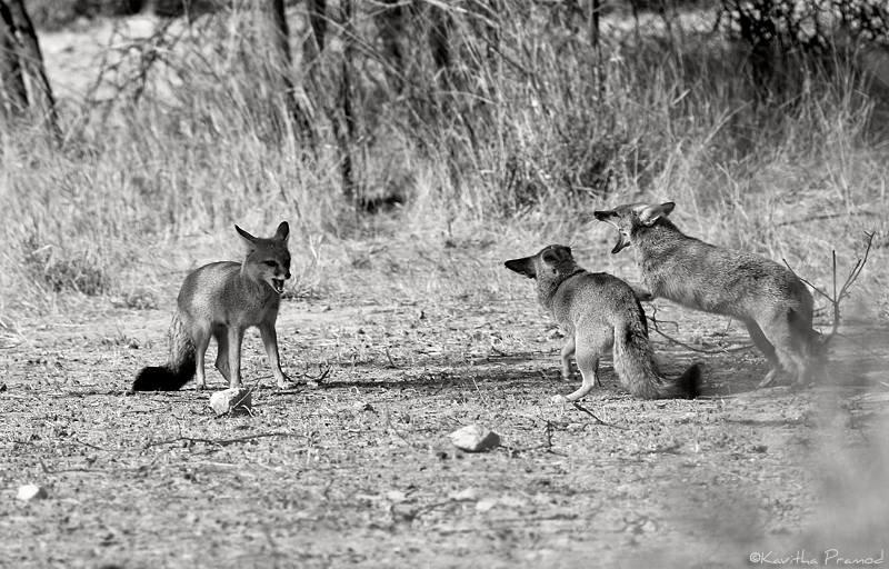Indian Fox, Fight, Desert National Park, Rajasthan, India