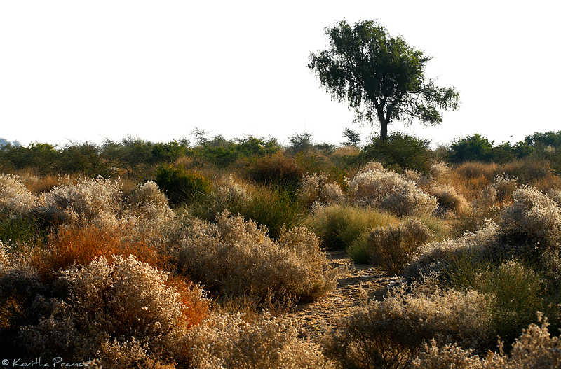 Desert Landscape, The Thar Desert, Rajasthan, India, Sage Brush