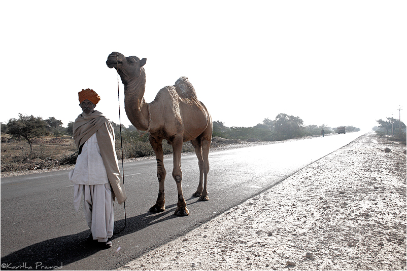 People of thar desert, India, Rajasthan, Cameleer, Desert Traveler, Camel