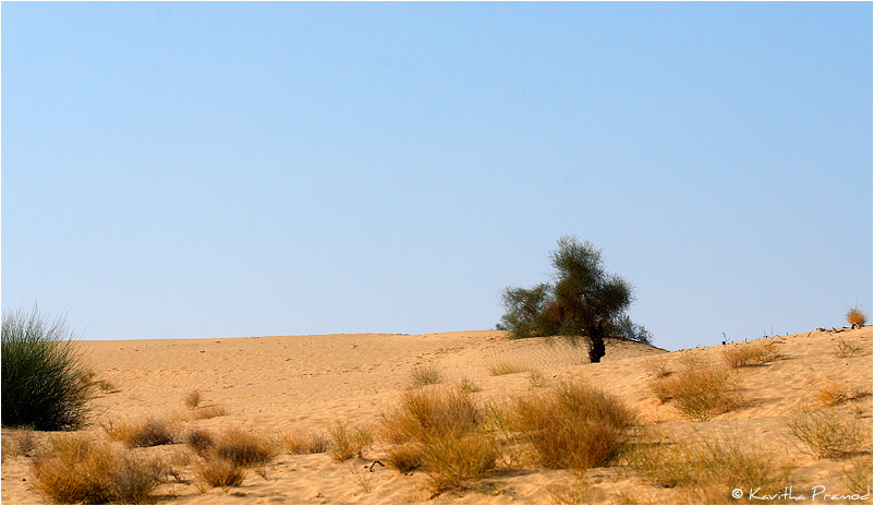 Desert Landscape, The Thar Desert, Rajasthan, India